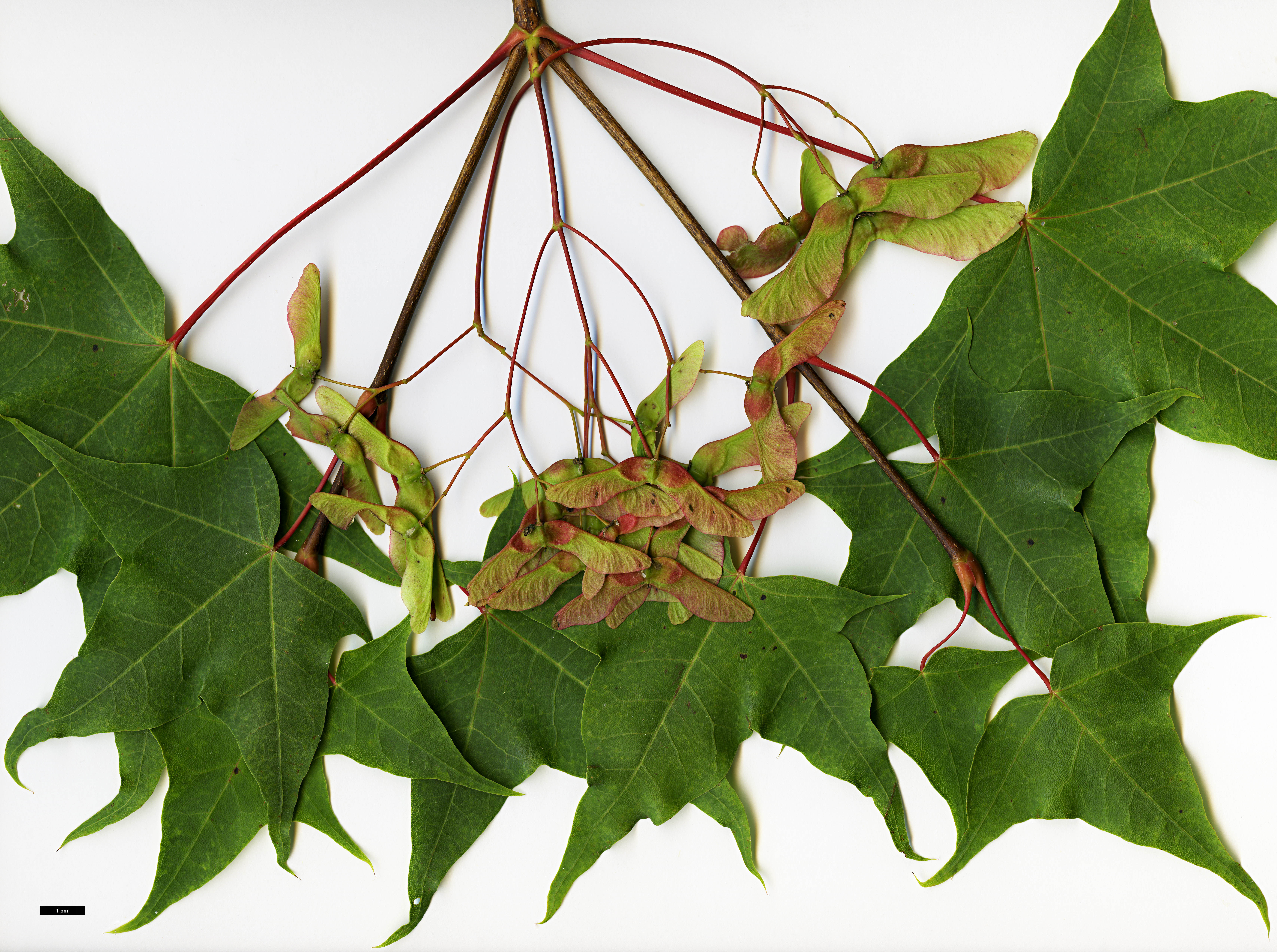 High resolution image: Family: Sapindaceae - Genus: Acer - Taxon: pictum - SpeciesSub: subsp. macropterum High resolution image: Family: Sapindaceae - Genus: Acer - Taxon: pictum - SpeciesSub: subsp. macropterum